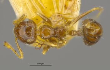 Media type: image;   Entomology 21354 Aspect: habitus dorsal view